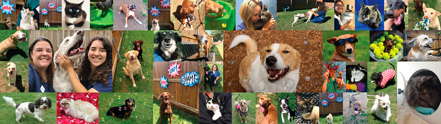 VCA Advanced Care Animal Hospital Pet Boarding