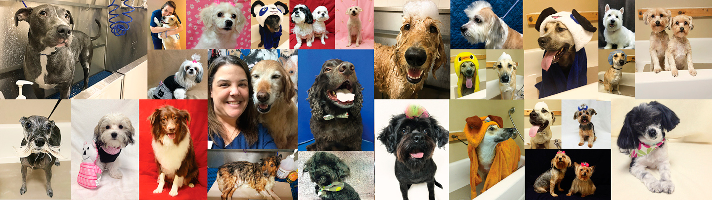 VCA Advanced Care Animal Hospital Pet Grooming