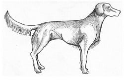 canine_communication_1 canine_communication_1