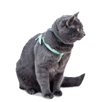 VCA Big Pet Project Cat Walking