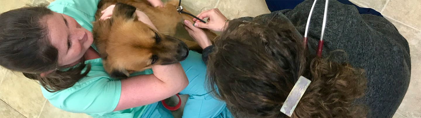 VCA Animal Medical Clinic Portsmouth Advanced Care