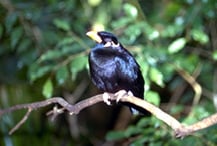 mynah_birds-feeding-1