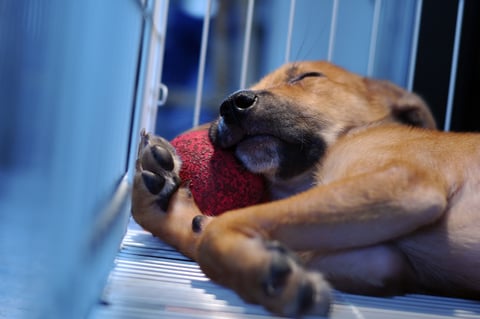 crate_training_in_dogs_tips_for_crate_training