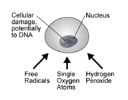 antioxidants-2