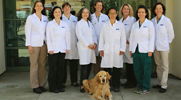 Team with Mosaic myVCA WOOFWare
