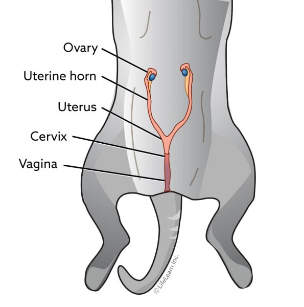 cat_reproductive_organs_ventral_view_2018-01