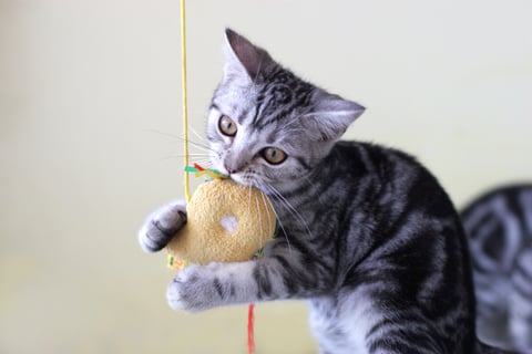 aggression_in_cats__play_predation