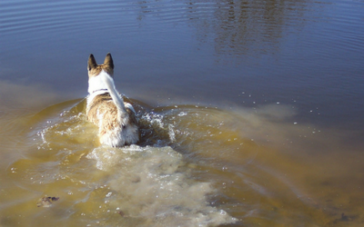 giardia_in_dogs
