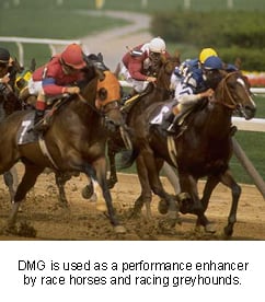 dmg-1 dmg-1