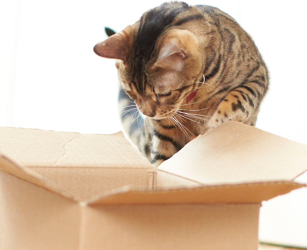 Pet food delivered