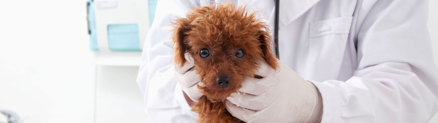 Dog with doctor