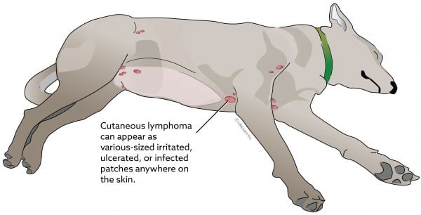 lymphoma_skin_dog_2018-01
