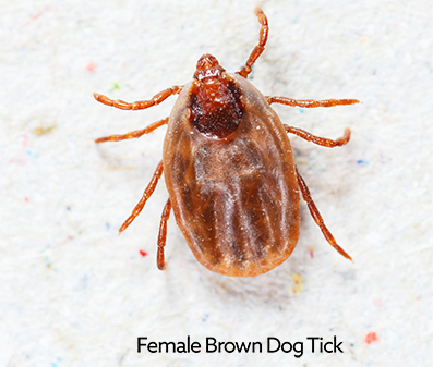 A female brown dog tick, light brown in color.