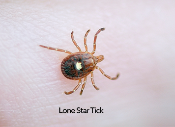 The female Lone Star tick has a white spot on its back.