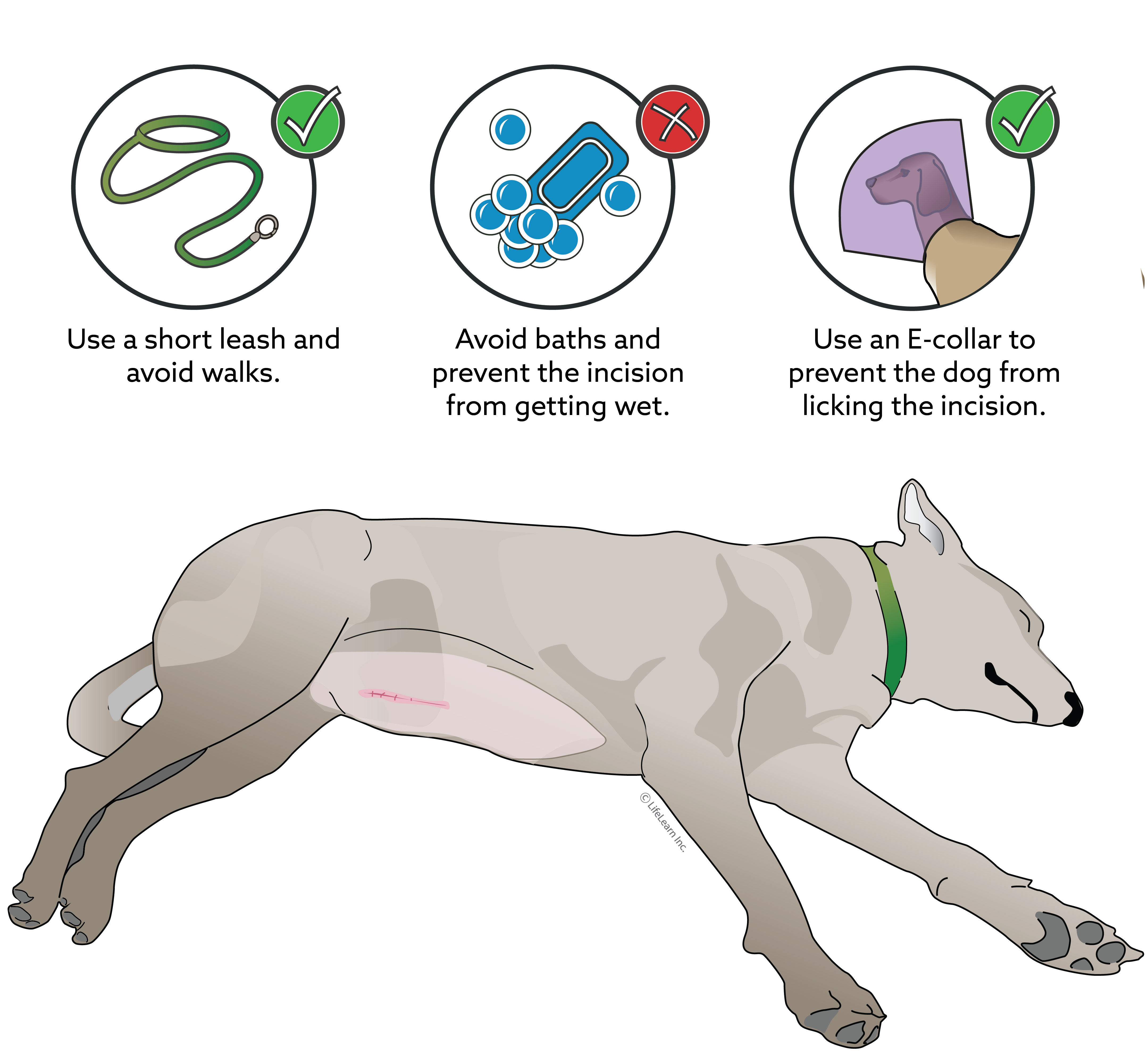 dog_surgical_discharge_instructions_2018-01