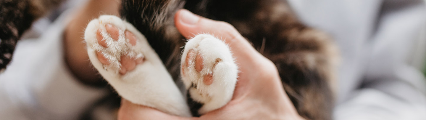 VCA Error Page Picture of a Cat's Paws