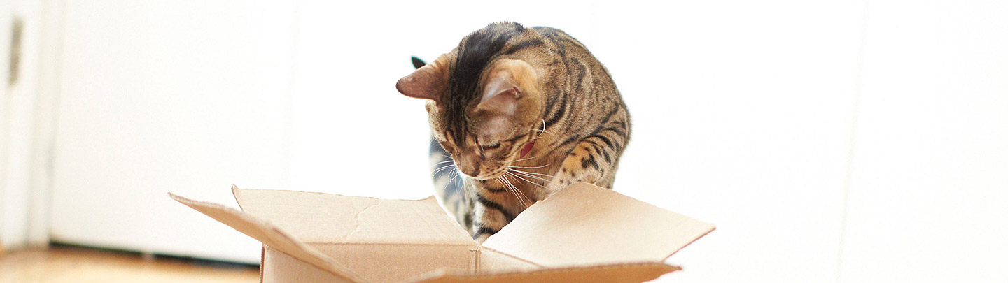 VCA Home Delivery Picture of Cat Leaping into Box