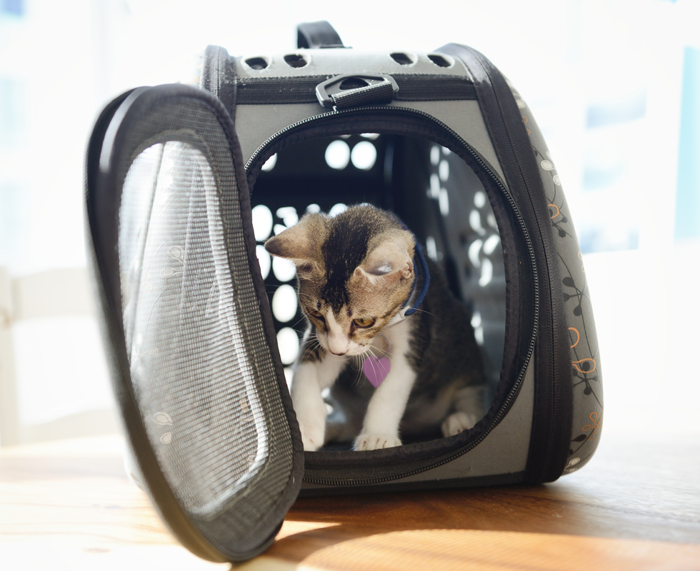 Getting Your Pet to the Vet