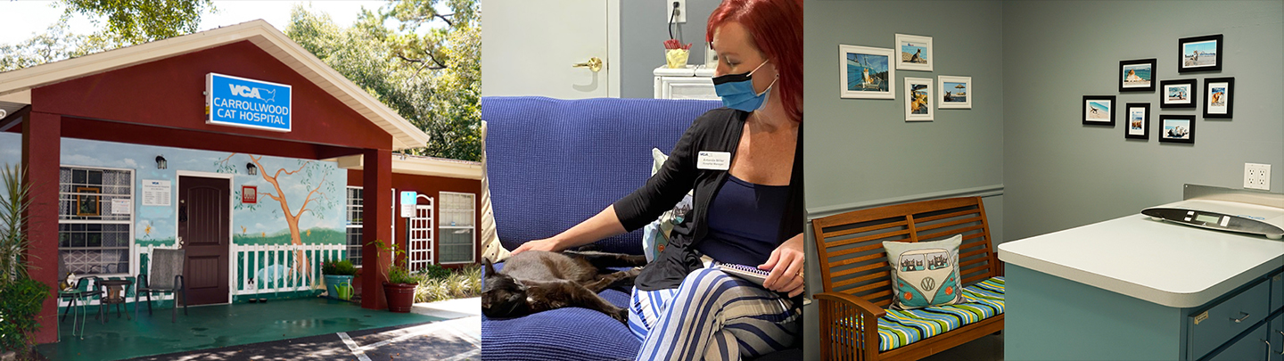 VCA Carrollwood Cat Hospital Hours & Information