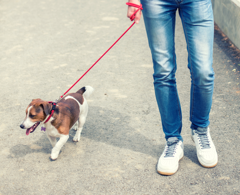 Getting Your Pet to the Vet