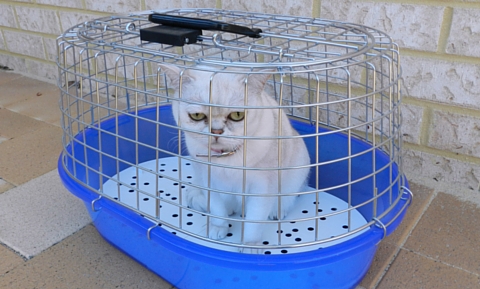 prep_for_vet_trip-_cats