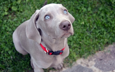 signs_your_dog_is_stressed