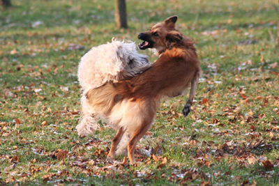 aggression_in_dogs_-to_unfamiliar_dogs_2