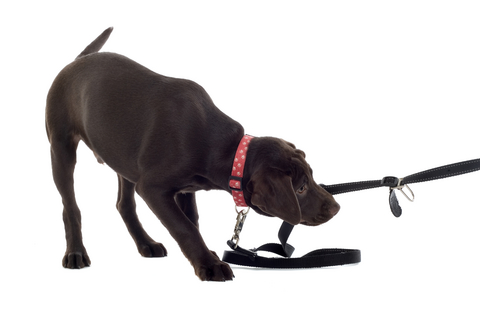 disobedient_unruly_and_excitable_dogs_2