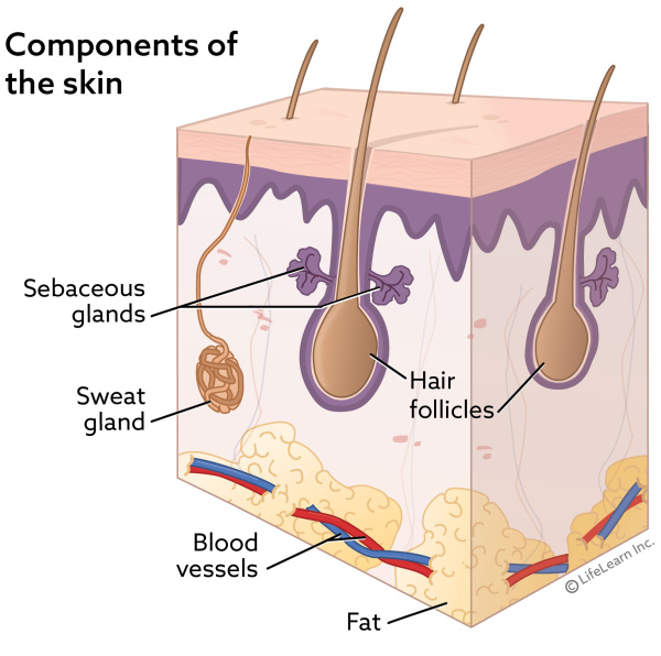 skin_layers_sweatglandshairsebaceousglands_2018 skin_layers_sweatglandshairsebaceousglands_2018
