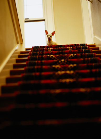 separation_anxiety_in_dogs separation_anxiety_in_dogs