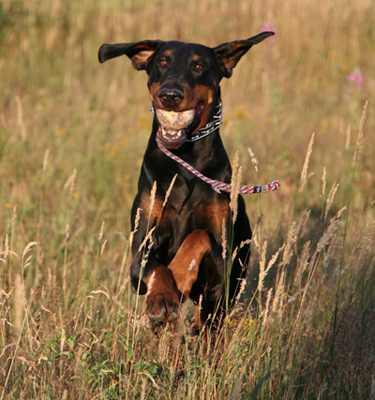 separation_anxiety_in_dogs_2 separation_anxiety_in_dogs_2