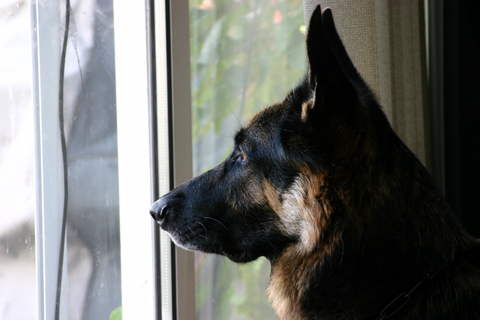 separation_anxiety_in_dogs_4
