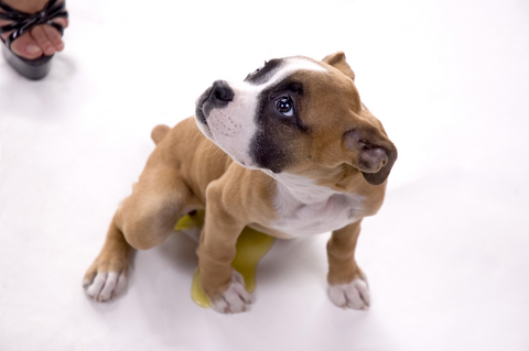submissive_and_excitement_urination_in_dogs