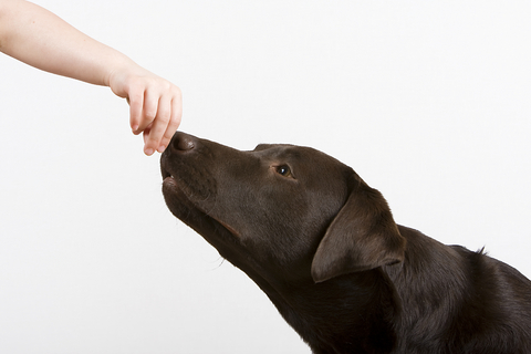 submissive_and_excitement_urination_in_dogs_1