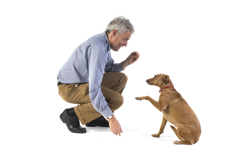 submissive_and_excitement_urination_in_dogs_2