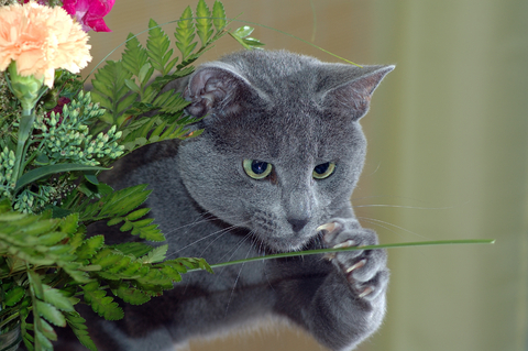 chewing_and_sucking_behavior_in_cats_1