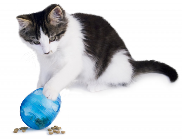 cat_behavior_3