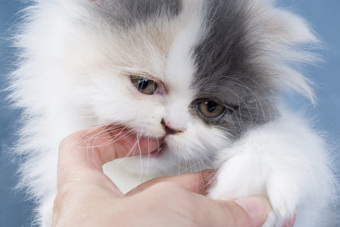 compulsive_disorders_in_cats_1
