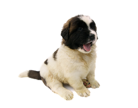 puppy__getting_started_off_right_1 puppy__getting_started_off_right_1