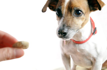 veterinary_visits_examinations_-_desensitization_reducing_fear_3