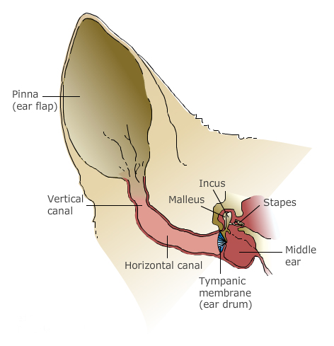 canine_training__cleaning_ears_1 canine_training__cleaning_ears_1