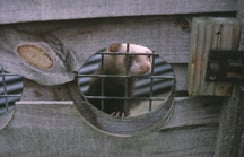 ferrets-housing-1