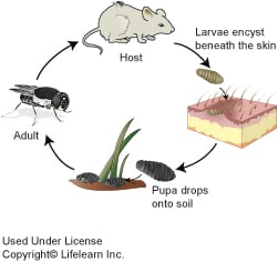 cuterebra_life_cycle