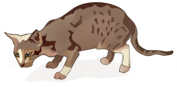 cat_showing_pain_2017-01-01