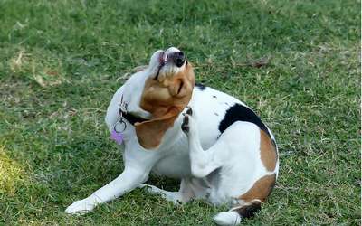 dog_scratching dog_scratching