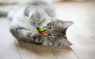 cat_playing