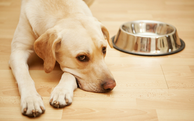 dog_food_bowl dog_food_bowl