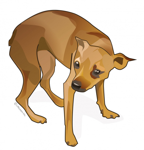 dog_pain_2017-01 dog_pain_2017-01