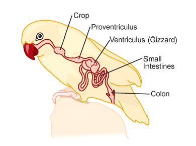 candida-1