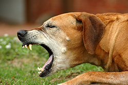 kennel_cough_2009